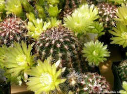 Echinocereus viridiflorus 